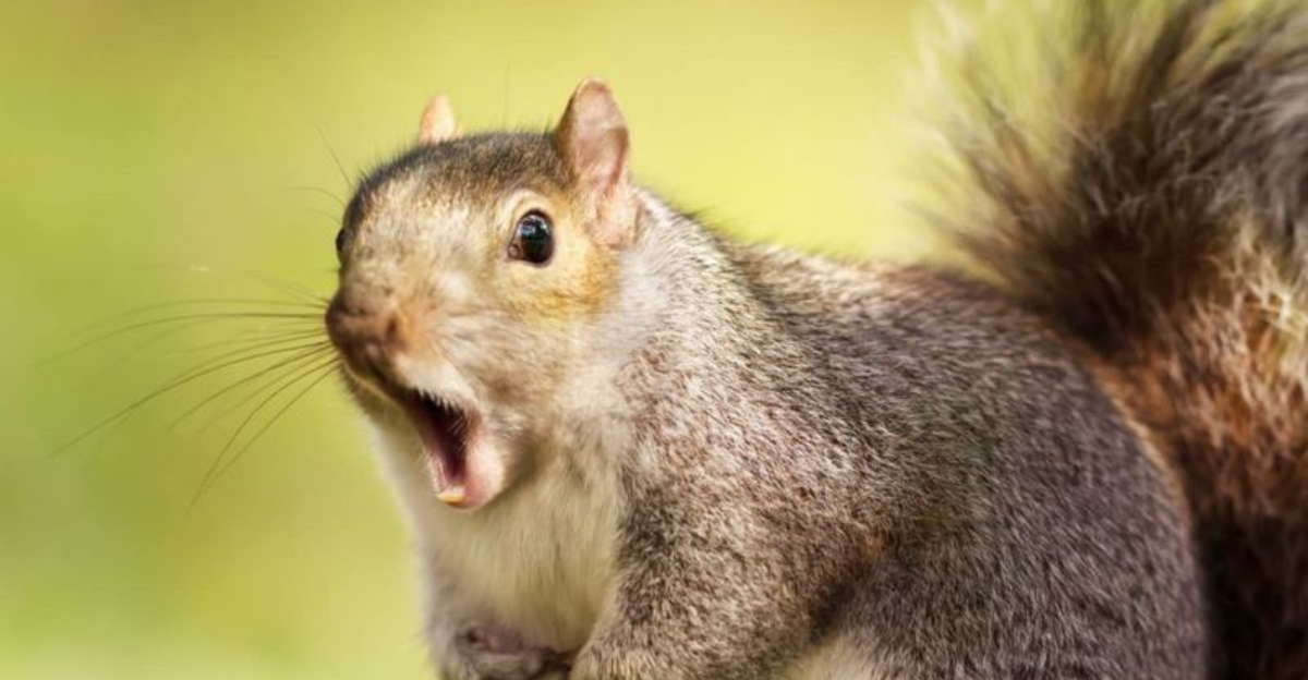 Discover 15 Scents That Squirrels And Chipmunks Can’t Stand