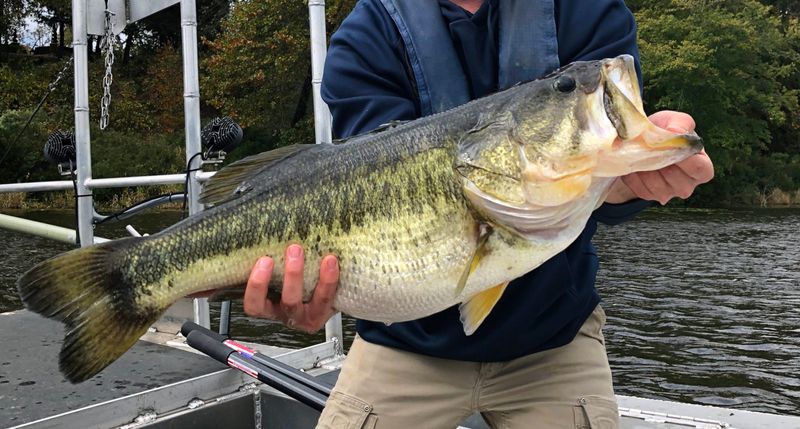 The Largemouth Bass