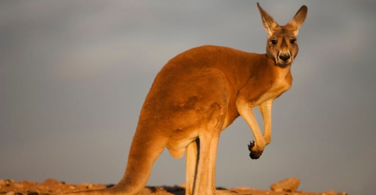 Discover The 4 Largest Kangaroo Species