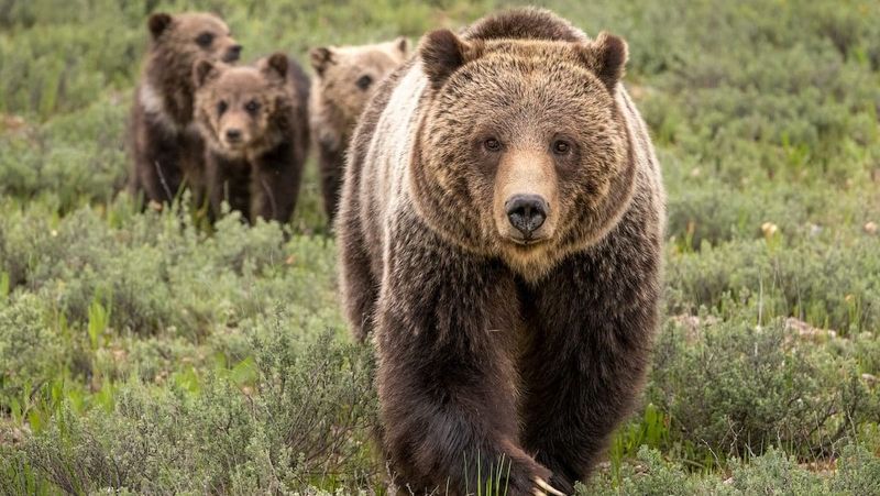 Grizzly Bears