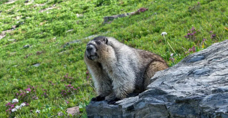 Discover The Stunning Landscapes And Incredible Wildlife Of Western Canada