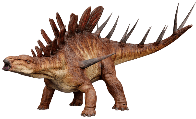Family Resemblance: Other Stegosaurs