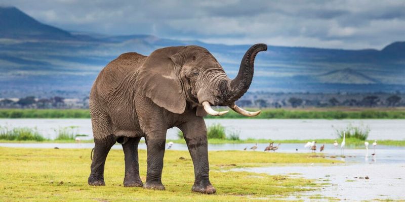 African Elephant