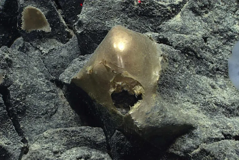 How The Golden Eggs Were Discovered