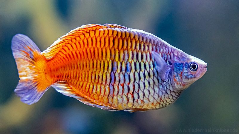 Rainbowfish: Colorful Water Connoisseurs