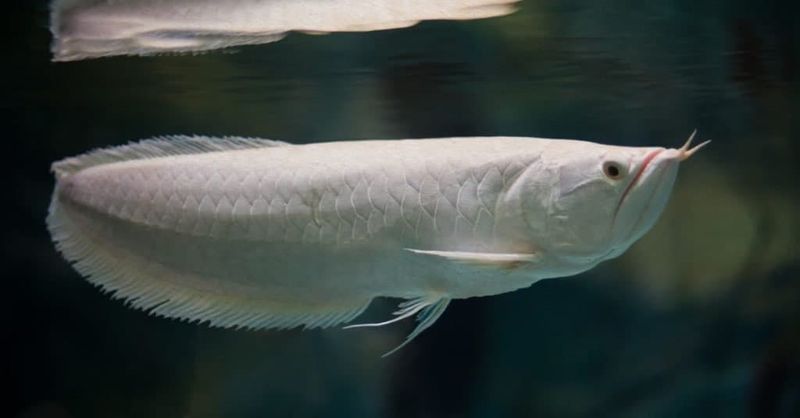Platinum Arowana