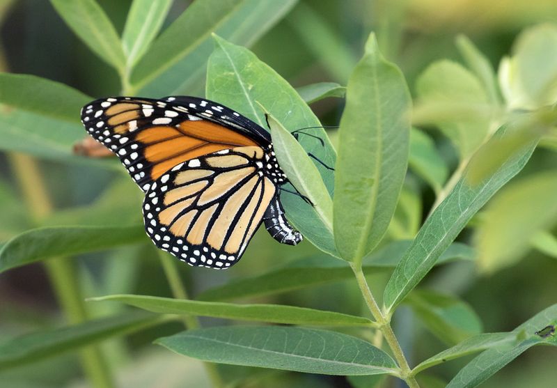 Monarchs Don't Die Immediately After Laying Eggs
