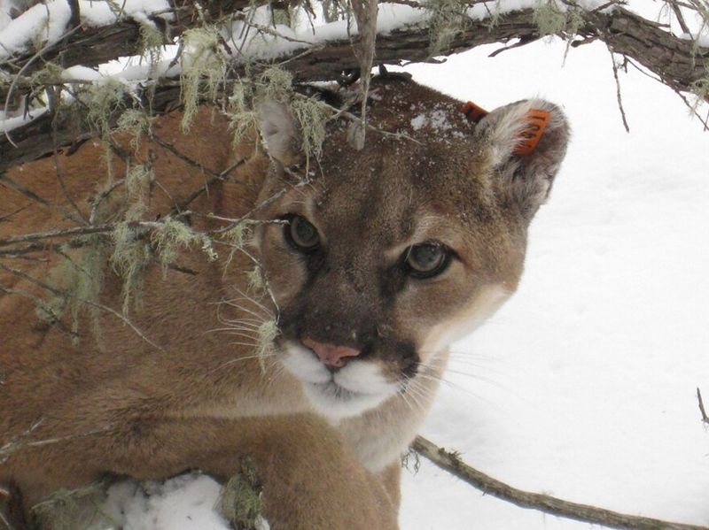 Stealthy Night Prowlers: Mountain Lions