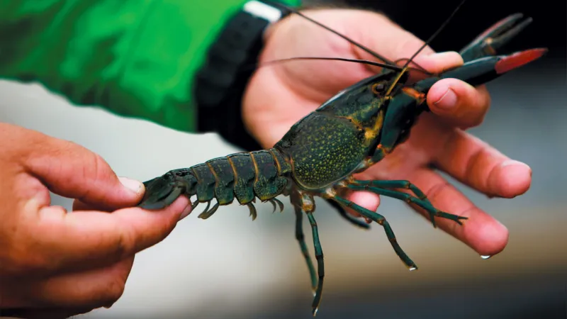 Breeding Superpowers Outpace Control Efforts