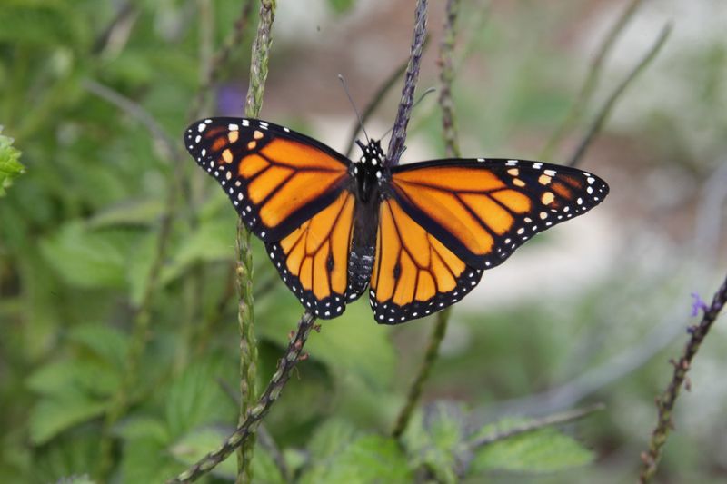 Disease Spreads Through Weakened Populations
