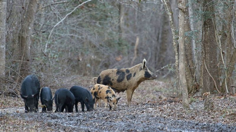 Ecological System Disruptors
