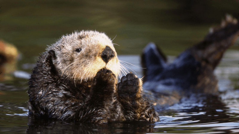 Plastic Pollution Perils