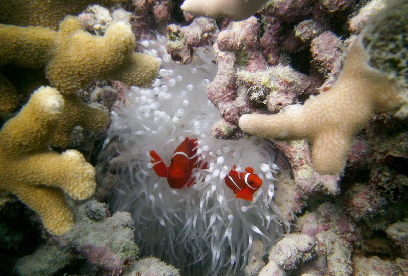 Shrinking Habitats Limit Movement