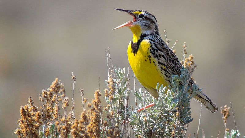 Ecosystem Collapse Threatens Human Survival