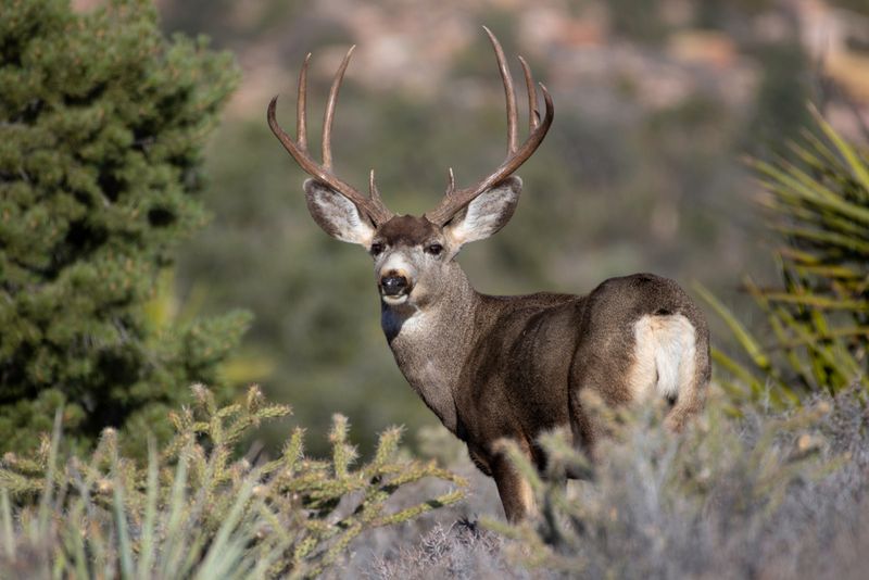 Antler Shape