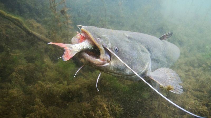 Feeding Habits Of The Mekong Giant Catfish