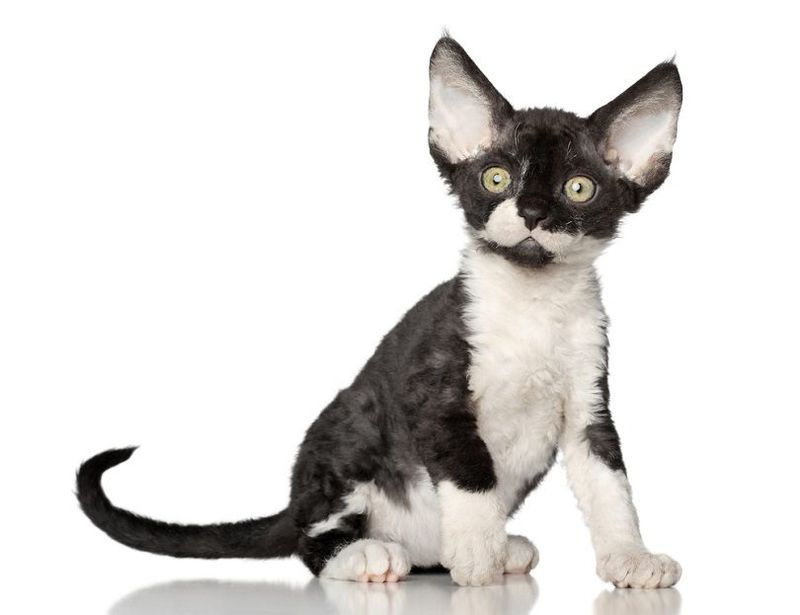 Energetic Devon Rex