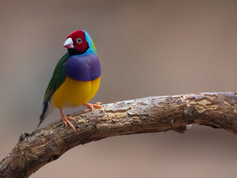 Colorful Plumage Patterns