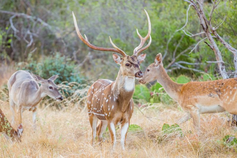 Breeding Cycles And Seasons