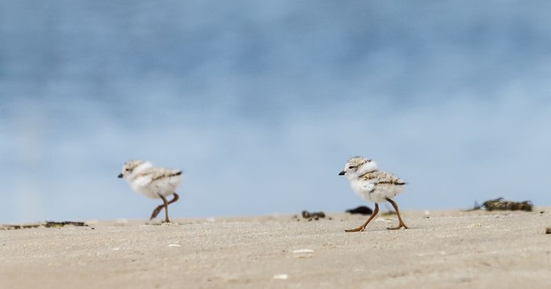 The Impact Of Climate Change On Ground-Nesting Birds