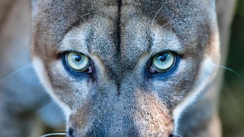 Unexplained Movement In Your Peripheral Vision