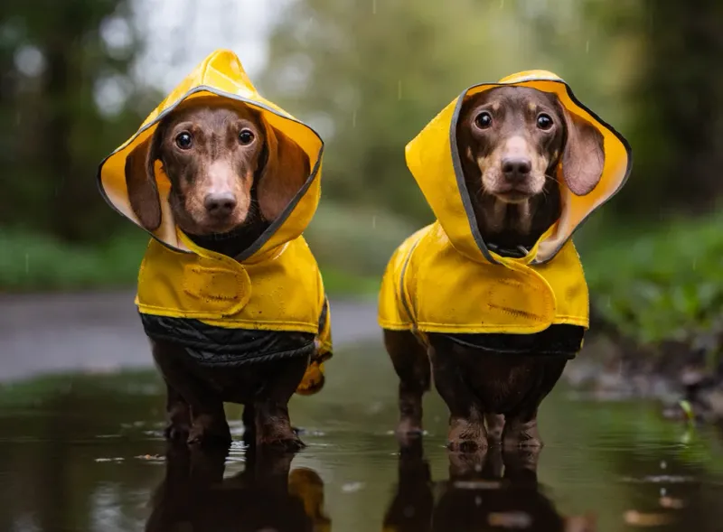 Weather-Appropriate Activity Partners