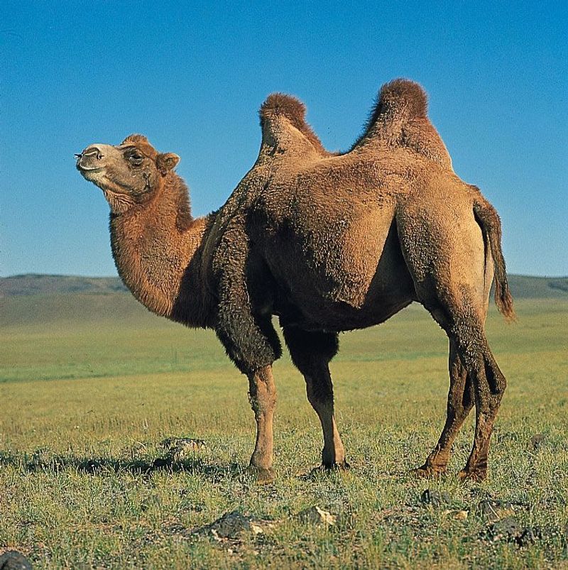 Desert Survivors