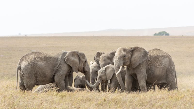 Elephant Grief Rituals