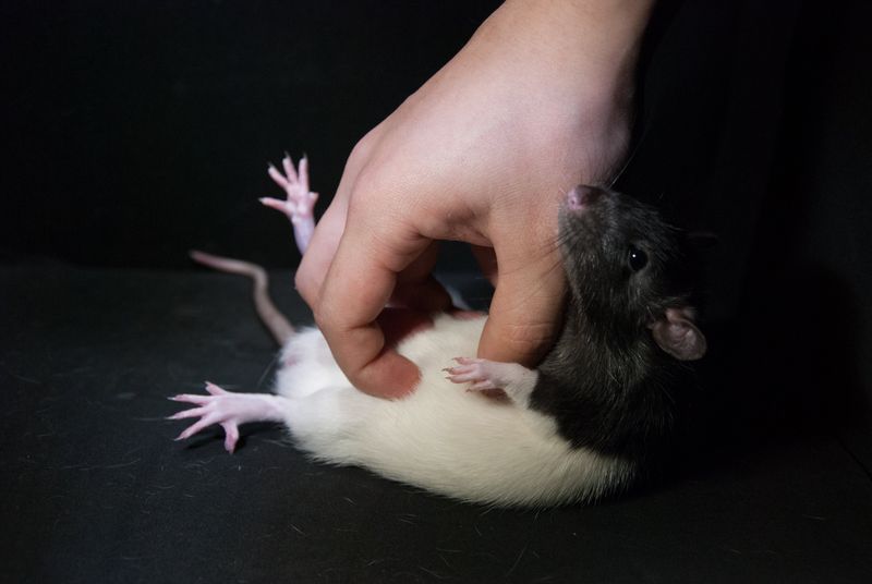 Rats Giggle When Tickled