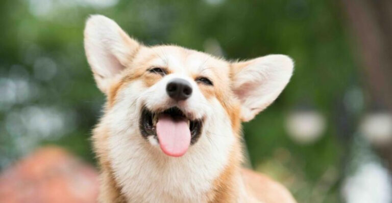 Do Animals Laugh?