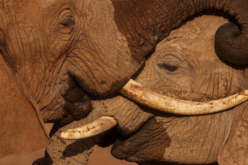 Elephants Can Grieve