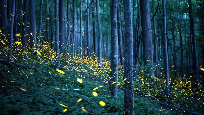 Why Do Fireflies Light Up?