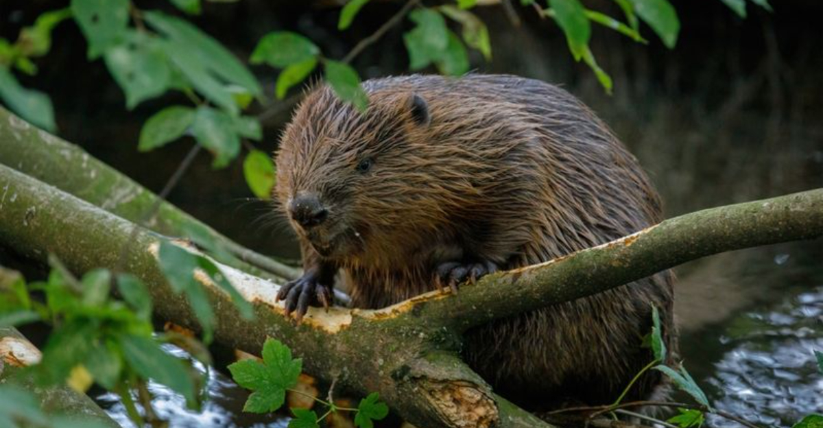 Do Beavers Eat Wood? Everything You Need to Know About These Cute Herbivores