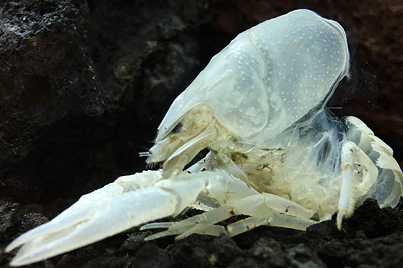Understanding Molting And What It Means For Their Health