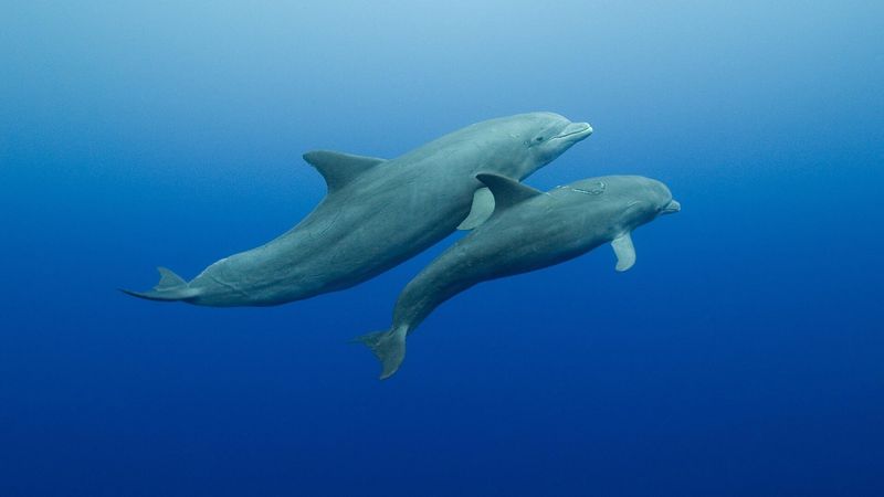 Exploring The Social Bonds Of Dolphins