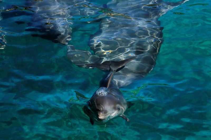 Research Explores Dolphin Vocal Patterns