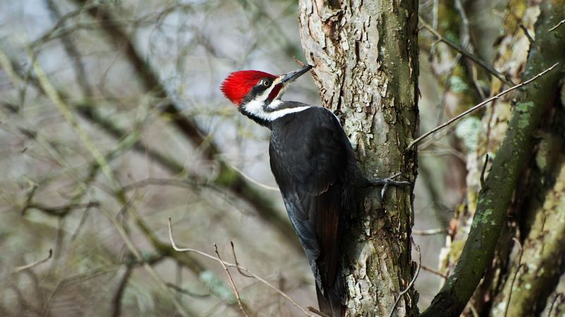Why Don't Woodpeckers Get Concussions?