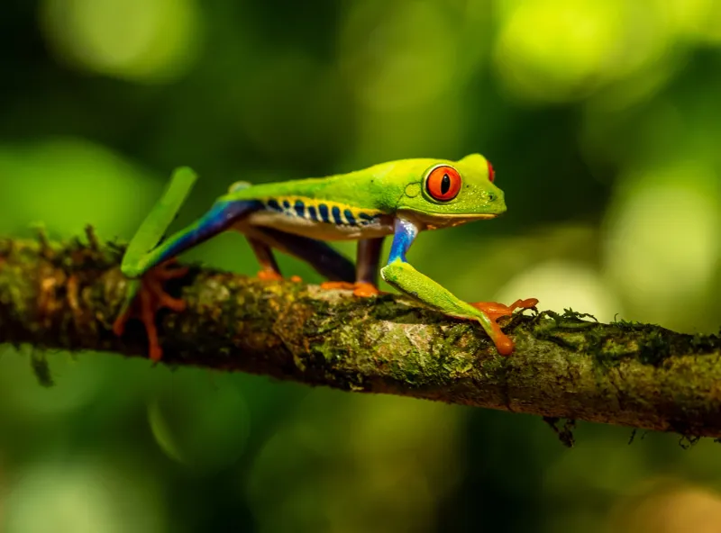How Tree Frogs Hunt At Night