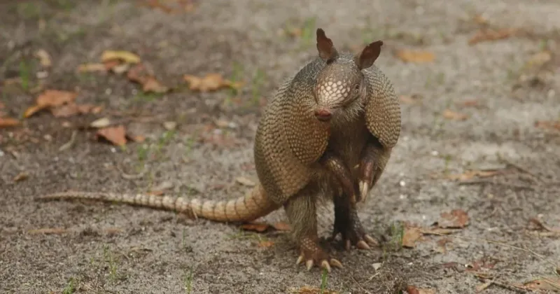 Can Armadillos Really Give Humans Leprosy?