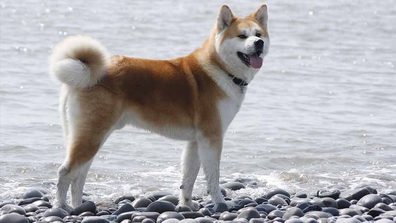 Akita