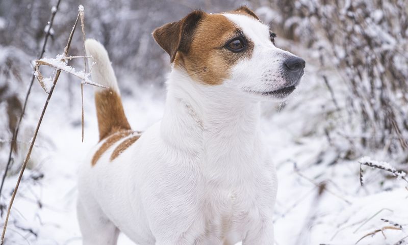 Jack Russell Terrier