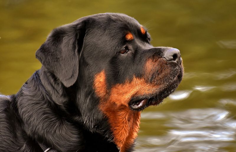 Rottweiler: The Confident Guardian