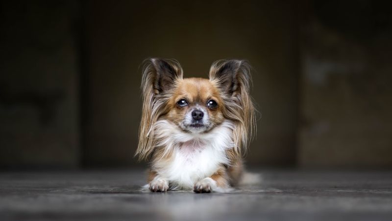 Papillon: The Pocket-Sized Professor