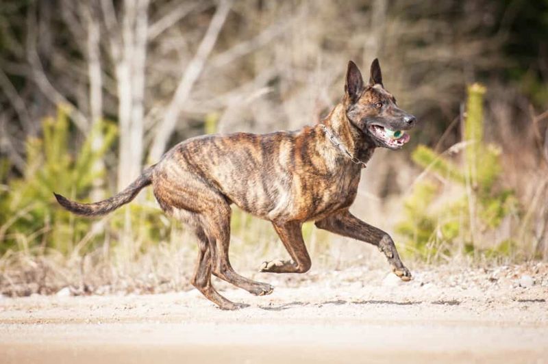 Dutch Shepherd: The Unsung Powerhouse