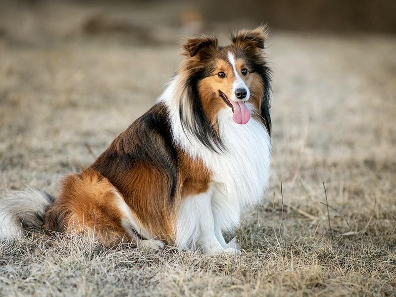 Shetland Sheepdog: The Intuitive Communicator