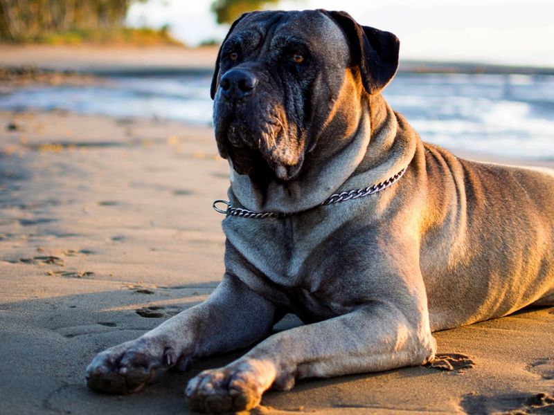 Bullmastiffs