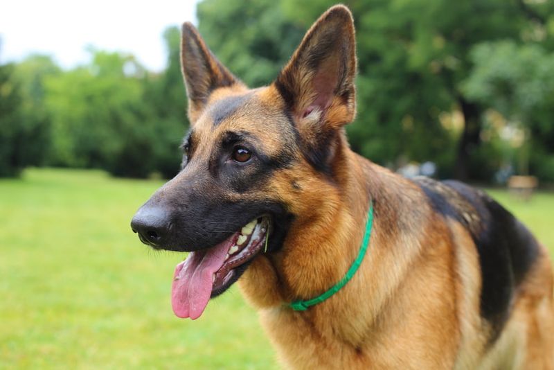 German Shepherds: Working Dogs Miscast As Villains