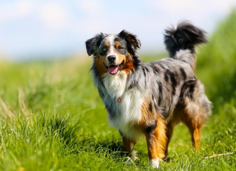 Australian Shepherds: The Intuitive Listeners