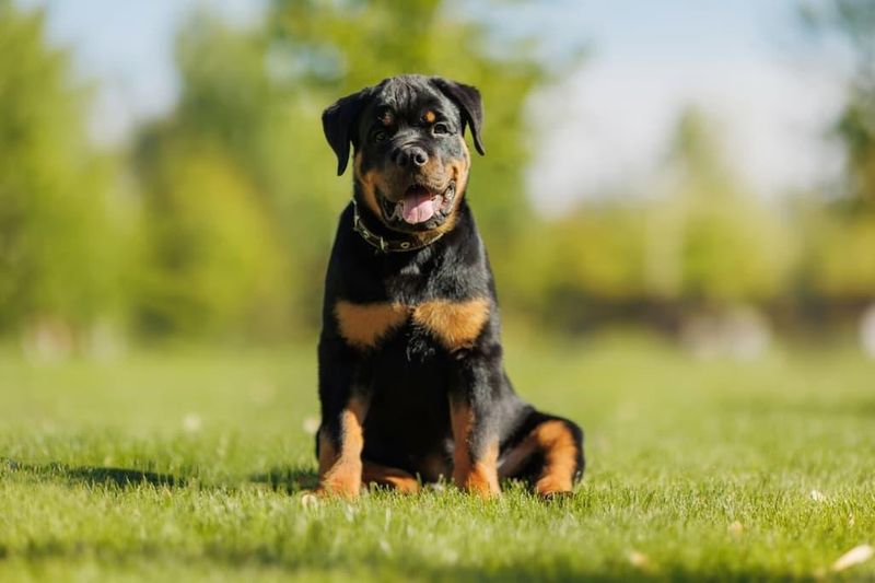 Rottweilers