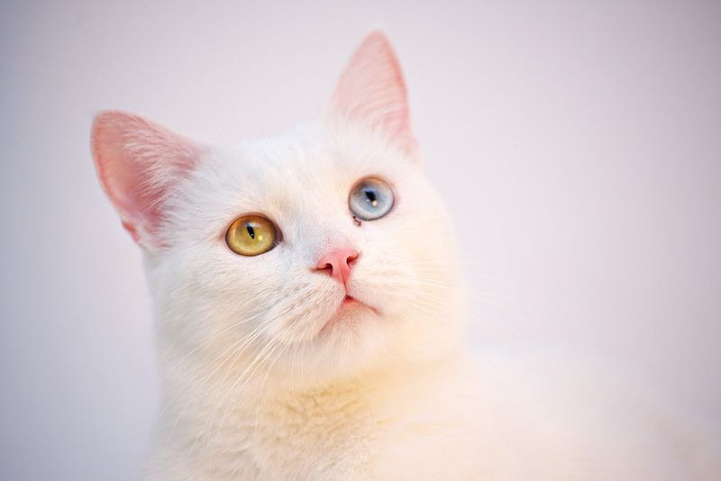 Turkish Tactician: Turkish Angora